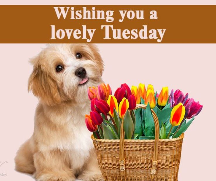Cute Wishes for Tuesday