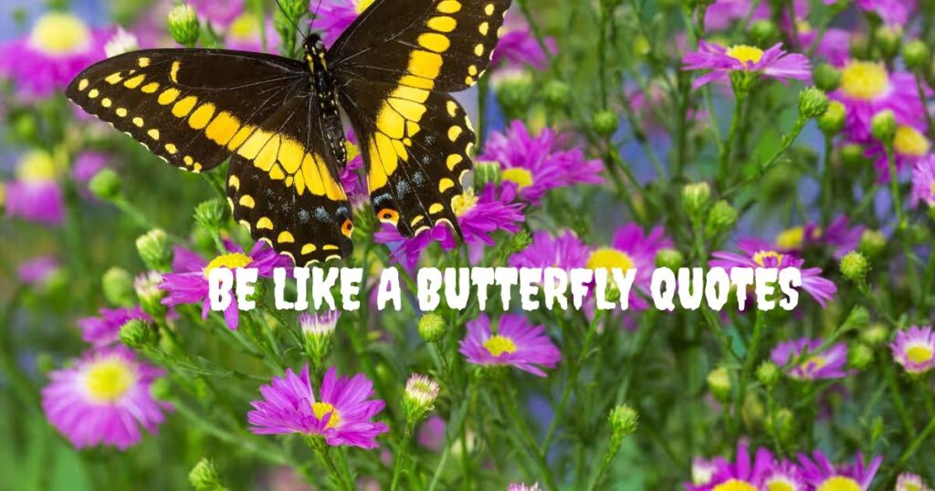 Be Like A Butterfly Quotes