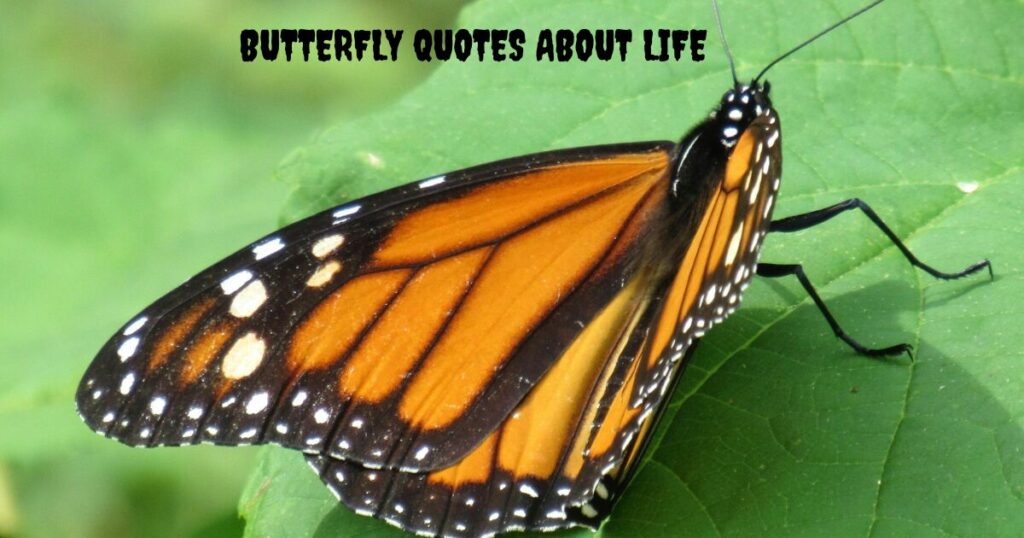 Butterfly Quotes About Life