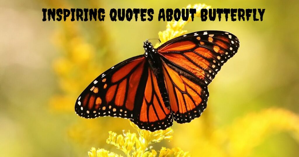 Inspiring Quotes About Butterfly