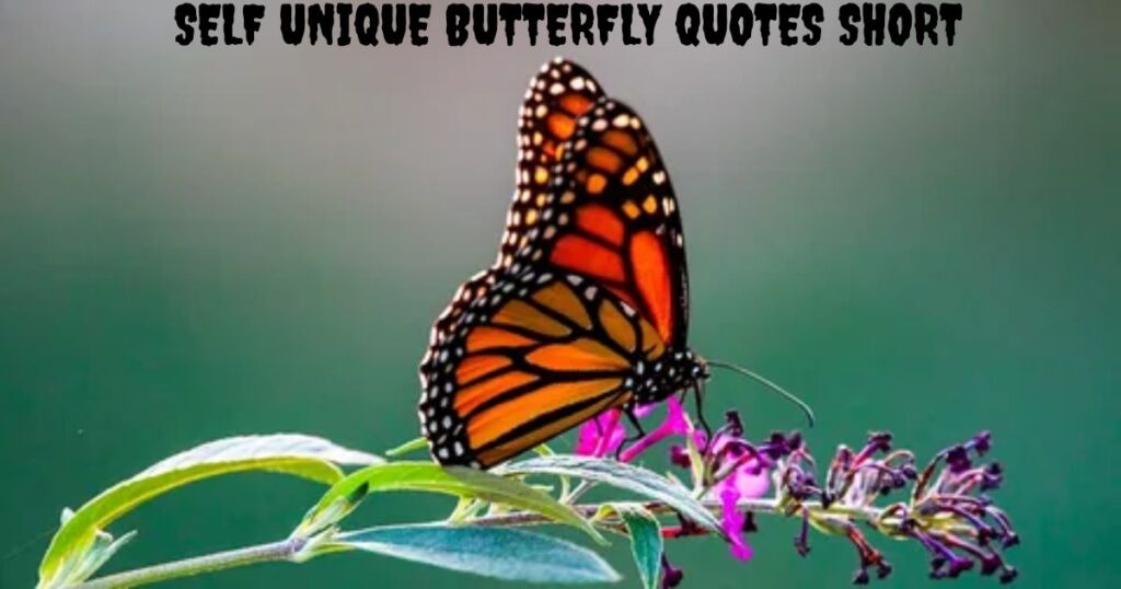 Self Unique Butterfly Quotes Short